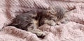 Baby cat sleep on cozy pink blanket. Fluffy tabby kitten snoozing comfortably on knitted bed. Kitten lying, relaxing. Long web Royalty Free Stock Photo