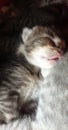 Baby cat sleeping Royalty Free Stock Photo