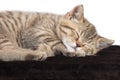 Baby cat sleeping on brown carpet Royalty Free Stock Photo