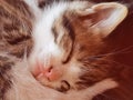 Baby cat sleeping closeup Royalty Free Stock Photo