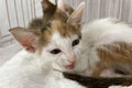 Baby cat sleeping. Ginger kitten on couch under knitted blanket. Two cats cuddling and hugging. Domestic animal. Royalty Free Stock Photo