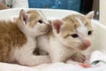 Baby cat sleeping. Ginger kitten on couch under knitted blanket. Two cats cuddling and hugging. Domestic animal. Royalty Free Stock Photo