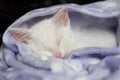 White cat sleeping with blanket Royalty Free Stock Photo