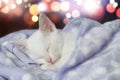 White cat sleeping with background bokeh Royalty Free Stock Photo