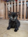 Baby cat from the street. He is a surveyor. I meet him at saturday morning. He have beautiful eyes. I hope he can growth with me. Royalty Free Stock Photo