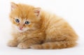 A baby cat in studio Royalty Free Stock Photo