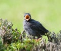 Baby catbird Royalty Free Stock Photo