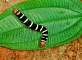 Baby Catepillar