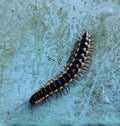 Baby caterpillar on a blue background