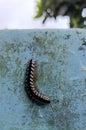 Baby caterpillar on a blue background