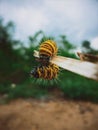 Baby caterpillar swinging Royalty Free Stock Photo