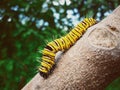 Baby caterpillar swinging