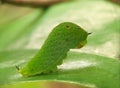 Baby caterpillar is very cute 799 Royalty Free Stock Photo