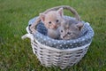 Baby cats on a basket Royalty Free Stock Photo
