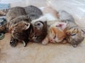 baby cats one tow three four Royalty Free Stock Photo