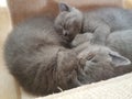 Baby cats are sleeping