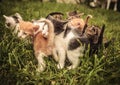 Baby cats standing and playing in the grass