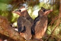 Cedar Waxwings on a branch