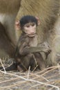 Baby Chacma Baboon chewing on a stick. Botswana Royalty Free Stock Photo