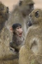 Baby Chacma Baboon chewing on a stick. Botswana Royalty Free Stock Photo