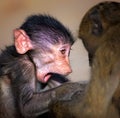 Baby Chacma baboon close-up Royalty Free Stock Photo