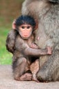 Baby chacma baboon Royalty Free Stock Photo