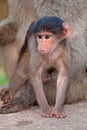 Baby chacma baboon