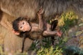 A baby Chacma baboon hanging onto its mother, Kruger National Park, South Africa