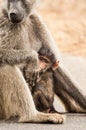 Baby Chacma Baboon hiding in the lap of its mother Royalty Free Stock Photo