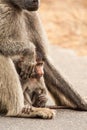 Baby Chacma Baboon hiding in the lap of its mother Royalty Free Stock Photo