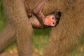 Baby Chacma Baboon, Kruger Park, South Af Royalty Free Stock Photo