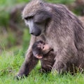 Baby Chacma Baboon with mother Royalty Free Stock Photo