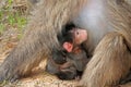 Baby chacma baboon with mother