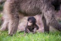 Baby Chacma Baboon with mother
