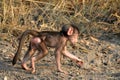 Baby Chacma baboon (Papio ursinus) Royalty Free Stock Photo