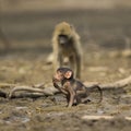 Baby Chacma Baboon (Papio ursinus) in mud