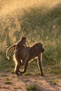 BACKLIT CHACMA BABOON 04