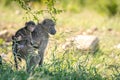 Baby chacma baboon Papio ursinus is sitting on the back of his mother with cute face, Madikwe Game Reserve, South Africa. Royalty Free Stock Photo