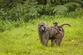 Baby chacma baboon Papio ursinus is sitting on the back of it`s mother with cute face, Lake Mutanda, Uganda. Royalty Free Stock Photo