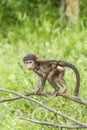 Baby chacma baboon playing in its habitat in Kruger national park Royalty Free Stock Photo