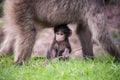 Baby Chacma Baboon Royalty Free Stock Photo