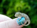 Baby Chameleon 1 Royalty Free Stock Photo
