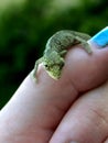 Baby Chameleon 3 Royalty Free Stock Photo