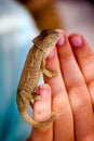 Baby Chameleon on Fingertips Royalty Free Stock Photo