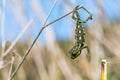 Baby chameleon balancing on a fennel twig Royalty Free Stock Photo