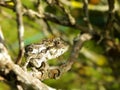 Baby Chameleon in Rosemary bush Royalty Free Stock Photo