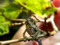 Baby Chameleon waiting for prey Royalty Free Stock Photo