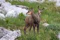 Baby Chamoins in a mountain meadow