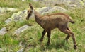 Baby chamois on the grass Royalty Free Stock Photo