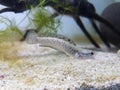 baby channa ornatipinis yellow lips captive breed